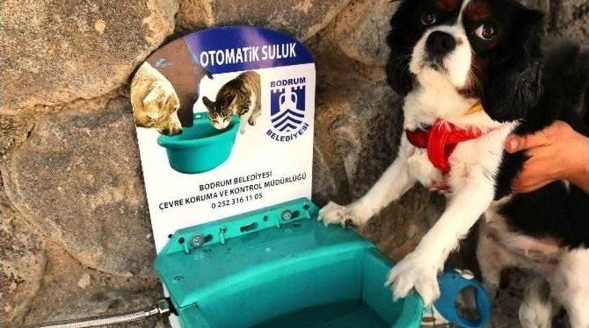 Bodrum&rsquo;da Sokakta Yaşayan Hayvanlar Susuz Kalmayacak