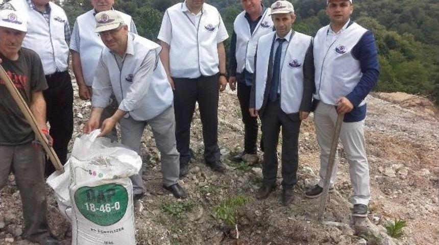 Fatsa&rsquo;da Ceviz Fidanı Dikimi