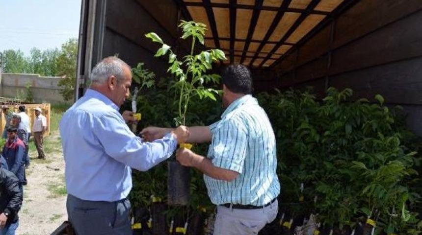 Adilcevaz'da &Ccedil;ift&ccedil;ilere 4 Bin Adet Aşılı Ceviz Fidanı Dağıtıldı