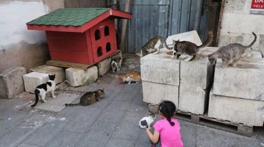 Ey&uuml;p&rsquo;te Kediler Yuvalarında Barınacak