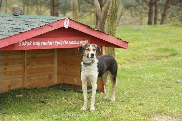 Eyüp’te Kediler Yuvalarında Barınacak