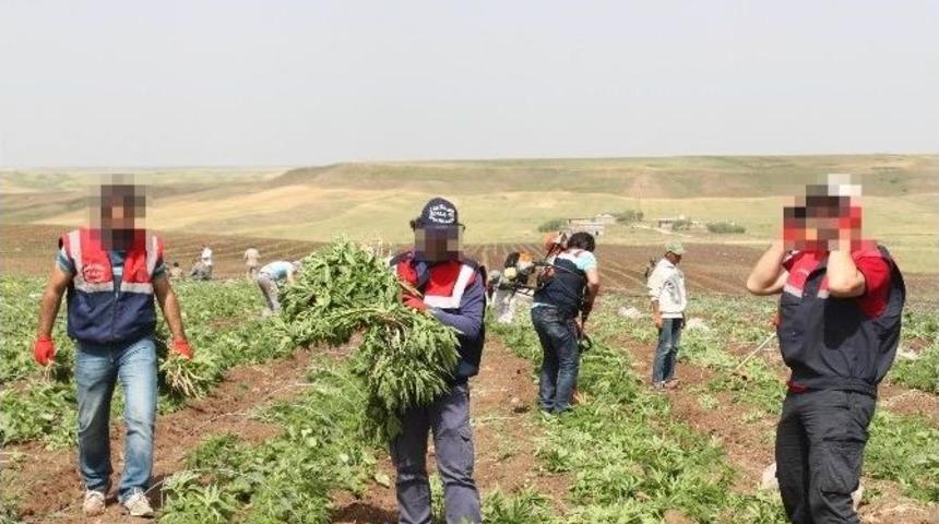 Damlama Sulama Sistemiyle Kenevir Yetiştirmişler