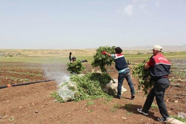 Damlama Sulama Sistemiyle Kenevir Yetiştirmişler