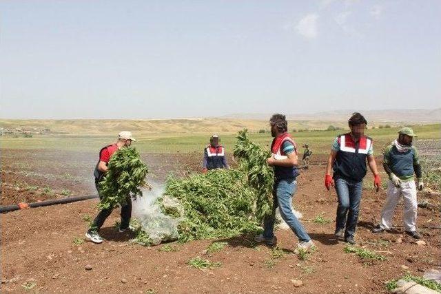 Damlama Sulama Sistemiyle Kenevir Yetiştirmişler