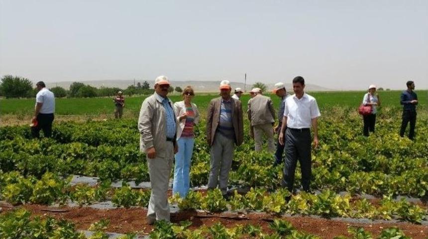 Elbeyli İl&ccedil;esinde &Ccedil;ilek Hasadı