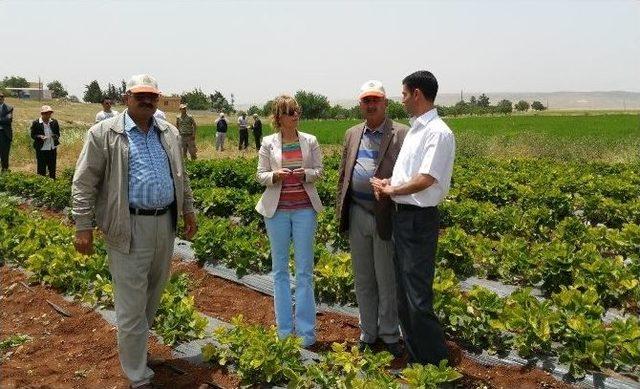 Elbeyli İlçesinde Çilek Hasadı