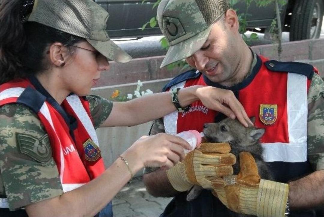 Jandarma Yavru Kurda Sahip &Ccedil;ıktı