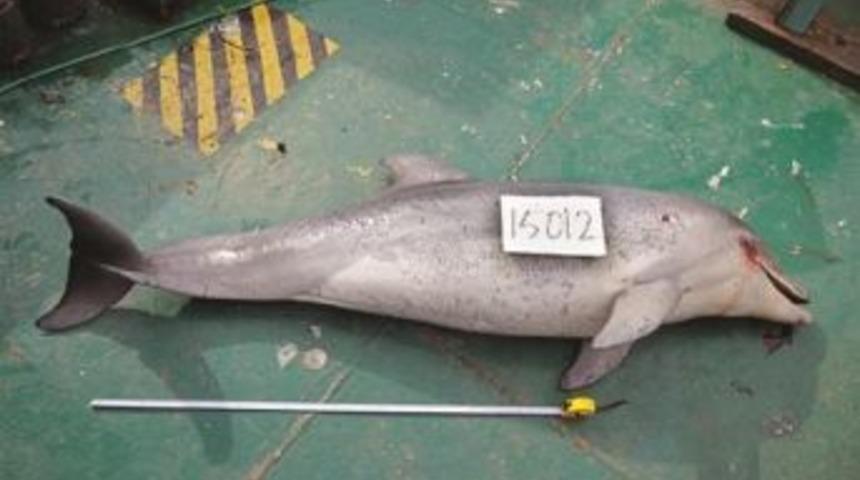 Endangered Dolphin Killed By Shotgun In Istanbul&rsquo;S Bosphorus