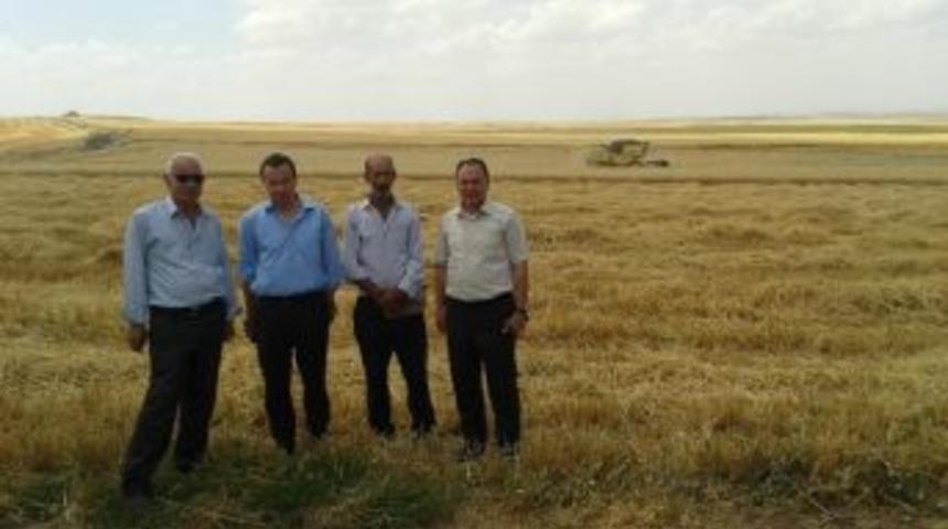 Samsat&rsquo;ta Hububat Hasadı Başladı