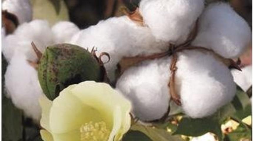 Aydınlı Üreticilere Fark Ödemesi Yapılacak