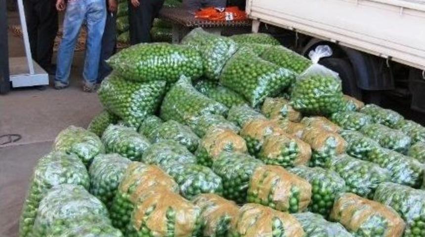 Can Eriğinde Verim Y&uuml;zde 70 Azaldı