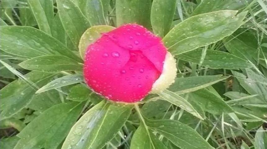 Şakayık &Ccedil;i&ccedil;ekleri A&ccedil;maya Başladı