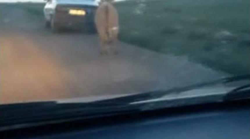 Eşeğe Yapılan Y&uuml;rekleri Sızlattı