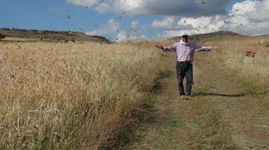 Kilis'te K&ouml;yleri &Ccedil;ekirgeler Istila Etti