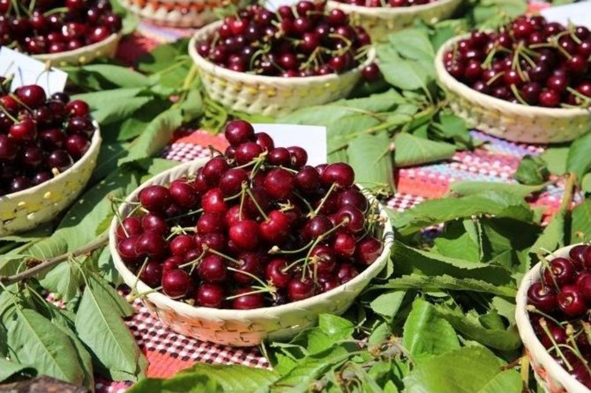 Belenbaşı&rsquo;nın Kirazları G&ouml;r&uuml;c&uuml;ye &Ccedil;ıktı
