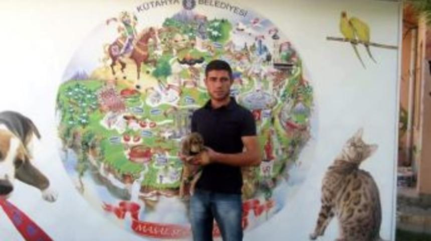 K&uuml;tahya Belediyesi, Sokak Hayvanlarını Sahiplendiriyor