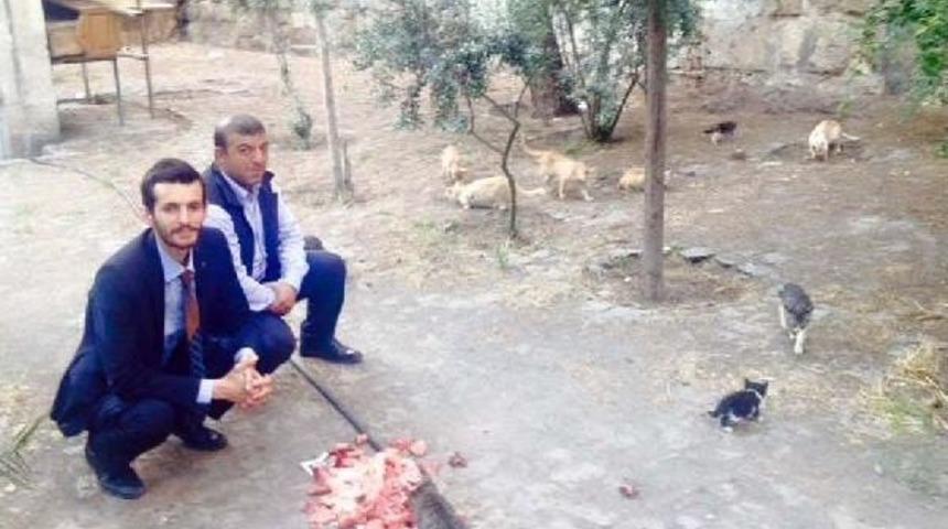 Mhp Milletvekili Adayları Sokaktaki Kedileri Topladı