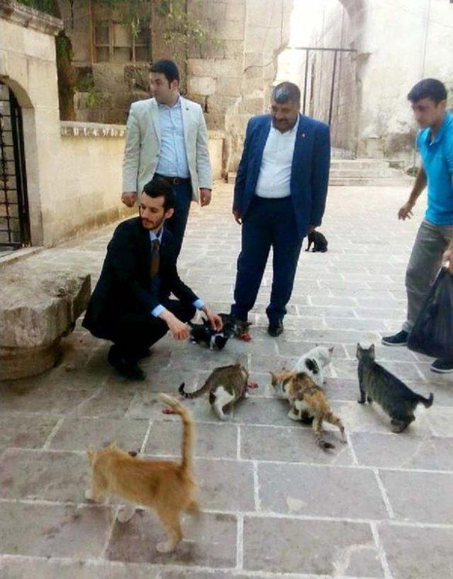 Mhp Milletvekili Adayları Sokaktaki Kedileri Topladı 1
