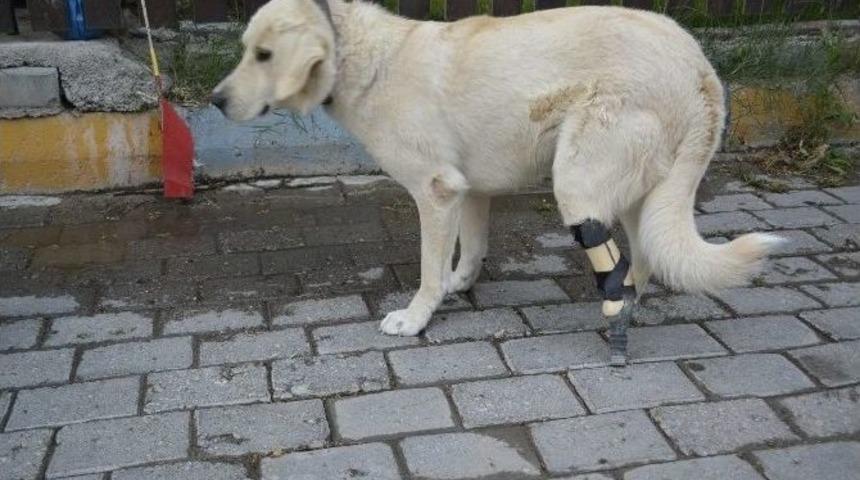 Yardım Kampanyası Sokak K&ouml;peğine Protez Ayak Oldu