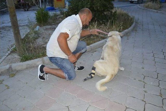 Yardım Kampanyası Sokak Köpeğine Protez Ayak Oldu