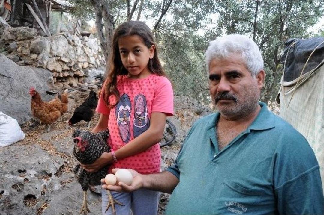 "&ccedil;illi" K&uuml;mesin Sultanı