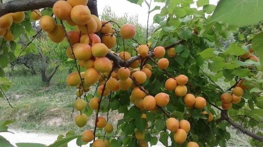 G&uuml;nde 600 Ton Kayısı İhra&ccedil; Ediliyor