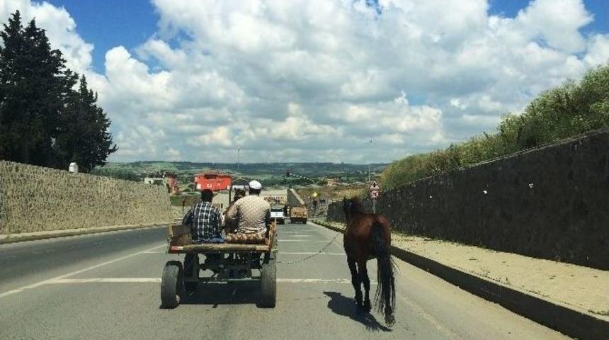 At Arabası Trafikte Cirit Atıyor