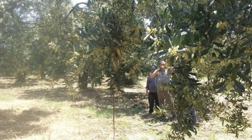 Ağaca Dolanan Yılan Korkuttu.