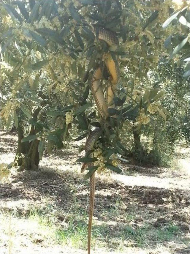 Ağaca Dolanan Yılan Korkuttu. 1