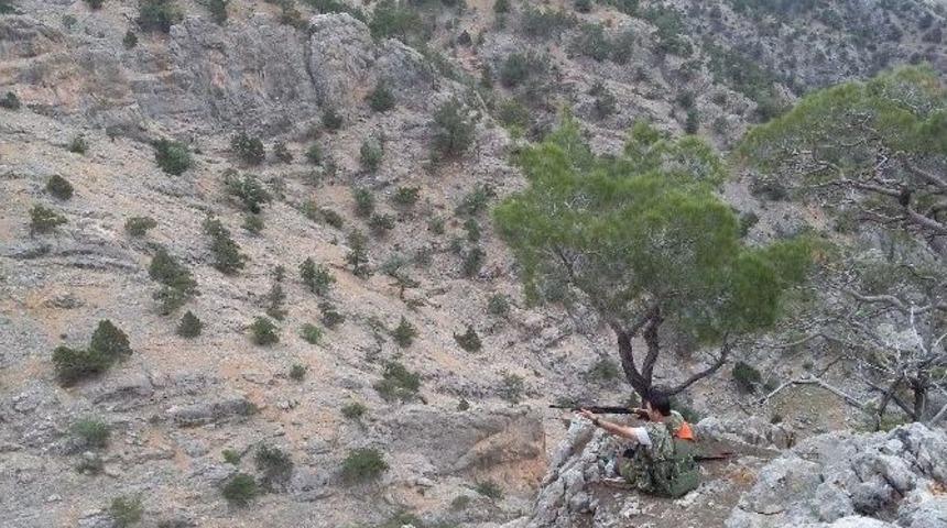 Karaman&rsquo;da Yaban Domuzu S&uuml;rek Avları Devam Ediyor