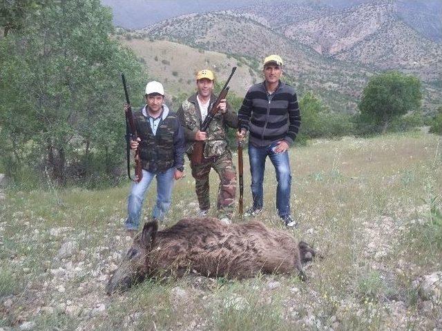 Karaman’da Yaban Domuzu Sürek Avları Devam Ediyor