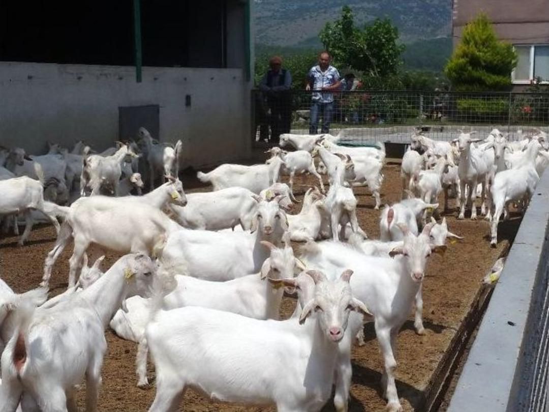 Yunusemre&rsquo;de &Uuml;reticilere Oğlak Dağıtıldı