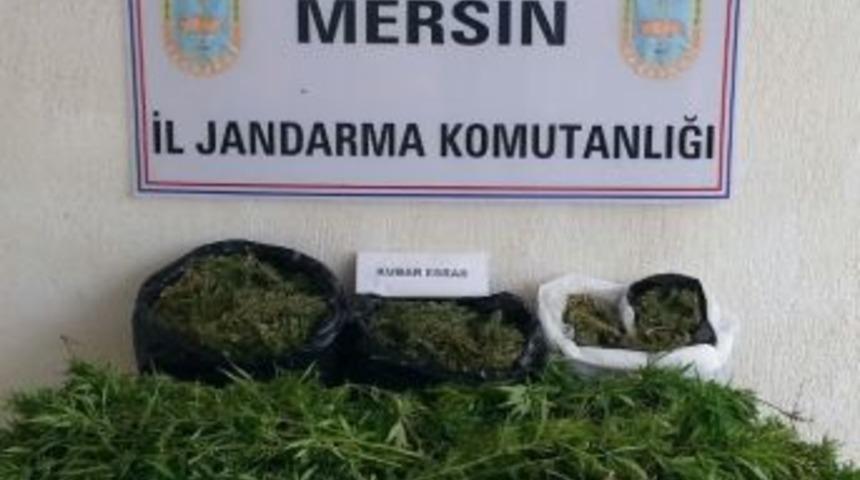 Biber Serasında Uyuşturucu Madde Yetiştirdi