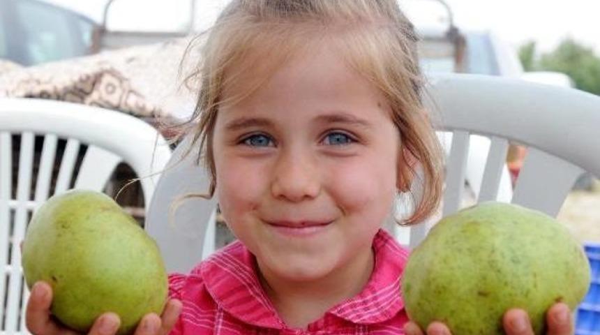 Karyağdı Armudu I&ccedil;in Tarihi Belge Aranıyor