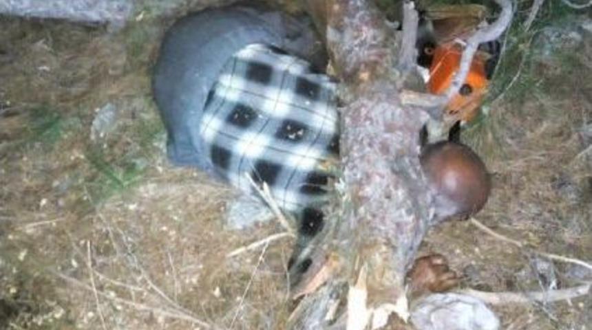 Kestiği Ağacın Altında &Ouml;ld&uuml;