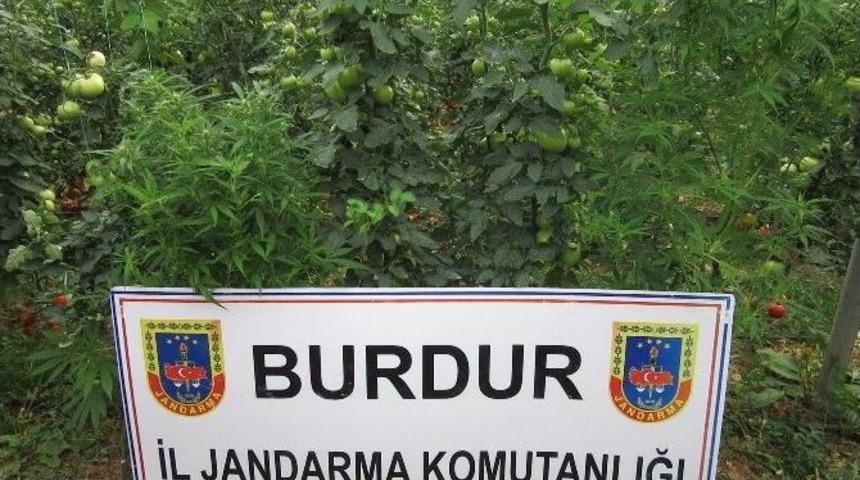 Burdur&rsquo;da Tarihi Eser Ve Kenevir Operasyonu