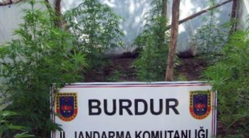 Burdur&rsquo;da 63 K&ouml;k Kenevir Bitkisi Ele Ge&ccedil;irildi