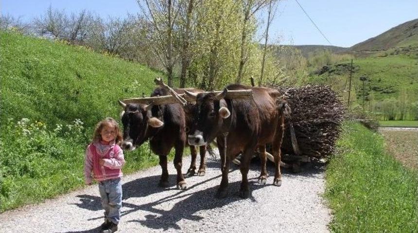 Kağnı Arabası &Uuml;st&uuml;nde Ge&ccedil;en Bir Hayat