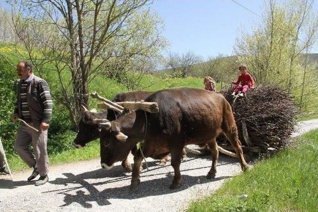 Kağnı Arabası Üstünde Geçen Bir Hayat