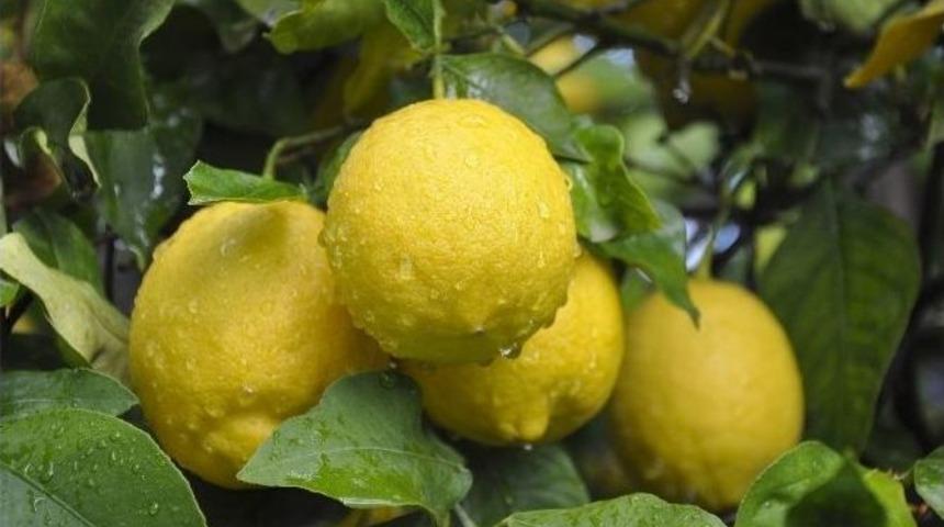 Zam Şampiyonu Limon &Uuml;reticisini Değil T&uuml;ccarı G&uuml;ld&uuml;rd&uuml;