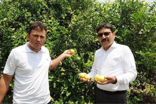 Zam Şampiyonu Limon Üreticisini Değil Tüccarı Güldürdü