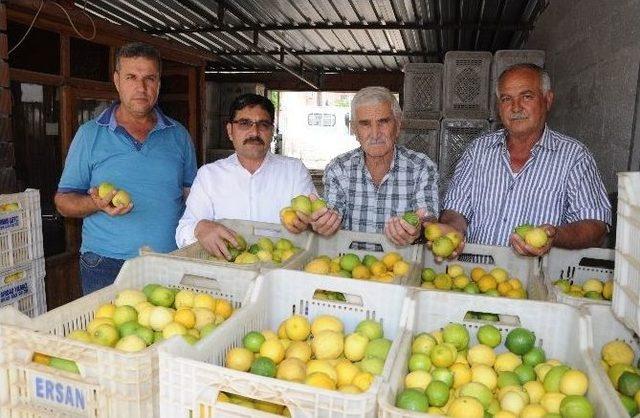 Zam Şampiyonu Limon Üreticisini Değil Tüccarı Güldürdü