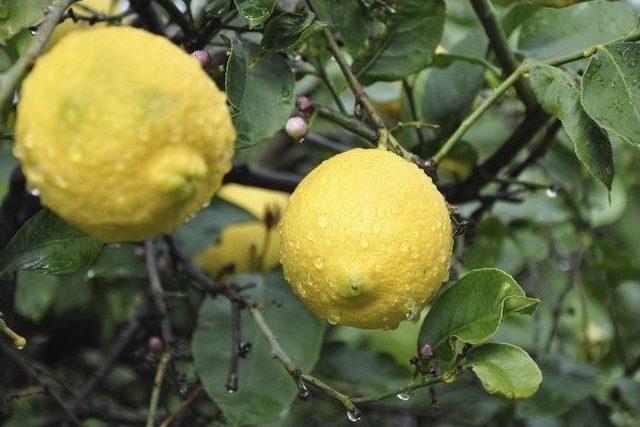 Zam Şampiyonu Limon Üreticisini Değil Tüccarı Güldürdü