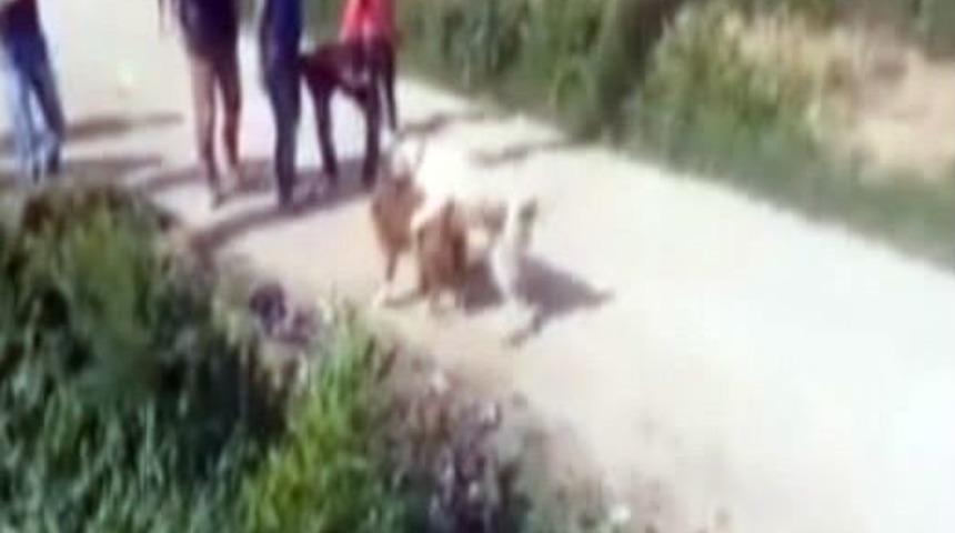 Denizli&rsquo;de K&ouml;pek D&ouml;v&uuml;şt&uuml;renlere 15 Bin Lira Ceza