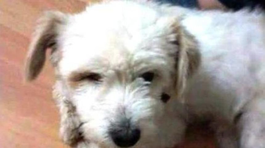 Kayıp K&ouml;peğini Arıyor