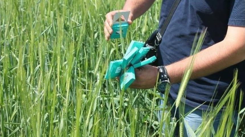 S&uuml;ne M&uuml;cadelesine Karşı Hububat Tarlalarına Parazitoit Salımı Yapıldı