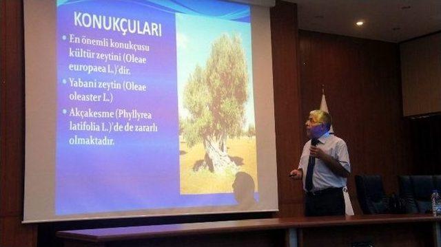 Aydın&rsquo;da Zeytin Zararlılarıyla M&uuml;cadele Masaya Yatırıldı 2