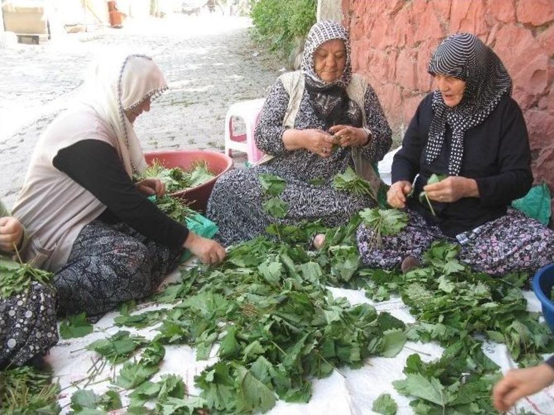 Niksarlı Kadınların İmece Usul&uuml; Yaprak Dizme Telaşı