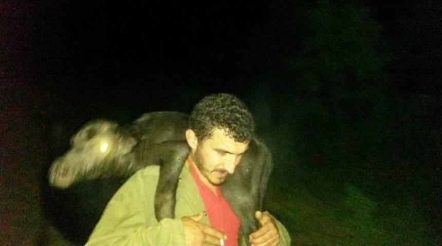 Yaylada Doğum Yapan Manda Yavrusunu Sırtında Taşıdı