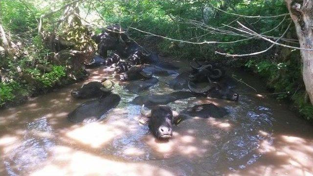 Yaylada Doğum Yapan Manda Yavrusunu Sırtında Taşıdı